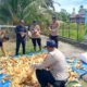 Panen 500 Kg Jagung di Koto Ruang, Polsek Rokan IV Koto Perkuat Ketahanan Pangan Nasional