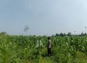 Polsek Rambah Hilir Pantau Ketahanan Pangan Jagung Hibrida, Tinggi Tanaman Capai 150 Sentimeter