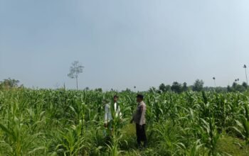 Polsek Rambah Hilir Pantau Ketahanan Pangan Jagung Hibrida, Tinggi Tanaman Capai 150 Sentimeter