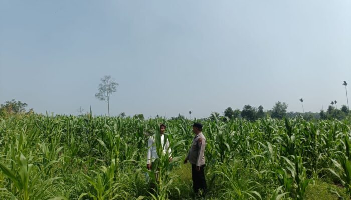 Polsek Rambah Hilir Pantau Ketahanan Pangan Jagung Hibrida, Tinggi Tanaman Capai 150 Sentimeter
