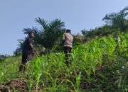 Swasembada Pangan jadi Prioritas, Polsek Rokan IV Koto Targetkan Panen Di Bulan November