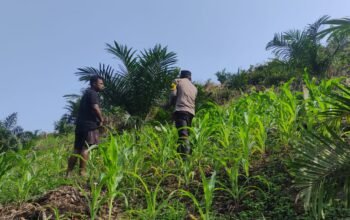 Swasembada Pangan jadi Prioritas, Polsek Rokan IV Koto Targetkan Panen Di Bulan November
