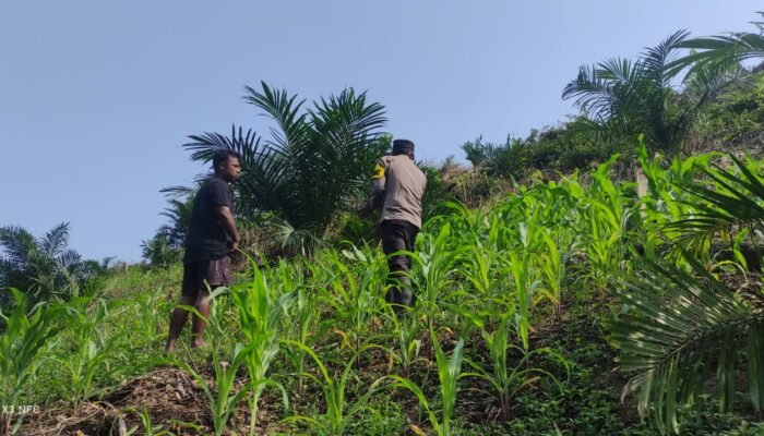 Swasembada Pangan jadi Prioritas, Polsek Rokan IV Koto Targetkan Panen Di Bulan November