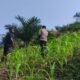 Swasembada Pangan jadi Prioritas, Polsek Rokan IV Koto Targetkan Panen Di Bulan November