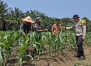 Jagung Hibrida Tumbuh Pesat, Polsek Kunto Darussalam Perkuat Ketahanan Pangan di Kembang Damai