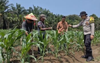 Jagung Hibrida Tumbuh Pesat, Polsek Kunto Darussalam Perkuat Ketahanan Pangan di Kembang Damai
