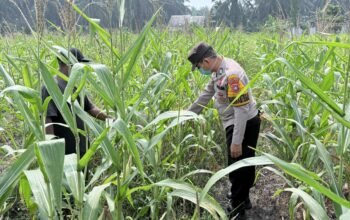 Jagung Hibrida Tumbuh Subur, Polsek Kepenuhan Dukung Program Ketahanan Pangan