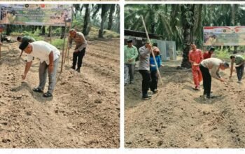 Tanam Jagung Kuartal III, Polsek Kabun Dukung Swasembada Pangan di Batulangkah Besar