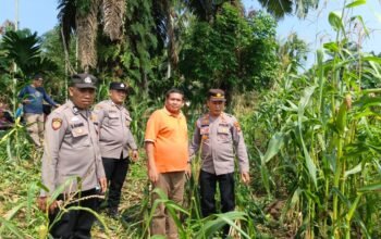 Menjaga Asa Panen, Polsek Tandun Kawal Jagung Ketahanan Pangan