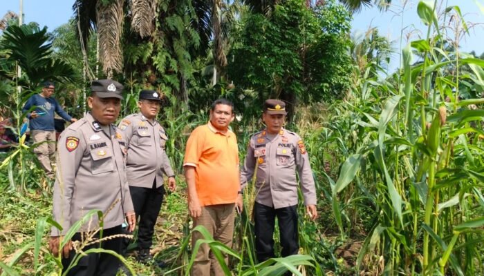 Menjaga Asa Panen, Polsek Tandun Kawal Jagung Ketahanan Pangan
