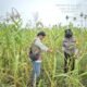 Hadapi Cuaca Panas, Polsek Tambusai Pastikan Jagung Desa Batas Optimal Dukung Swasembada Pangan