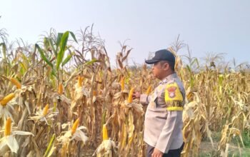 Jagung 6 Hektare di Rambah Siap Panen, Polsek Rambah Pastikan Program Ketahanan Pangan Berjalan