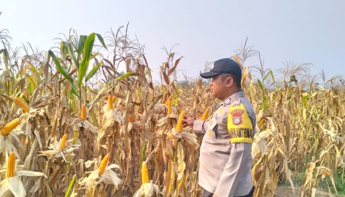 Jagung 6 Hektare di Rambah Siap Panen, Polsek Rambah Pastikan Program Ketahanan Pangan Berjalan