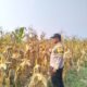 Jagung 6 Hektare di Rambah Siap Panen, Polsek Rambah Pastikan Program Ketahanan Pangan Berjalan