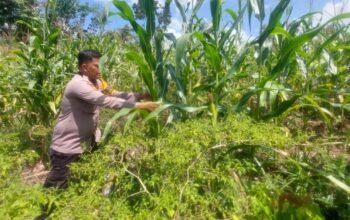 Potensi Jagung Cipang Berkembang, Polsek Rokan IV Koto Perkuat Swasembada Pangan