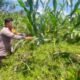 Potensi Jagung Cipang Berkembang, Polsek Rokan IV Koto Perkuat Swasembada Pangan