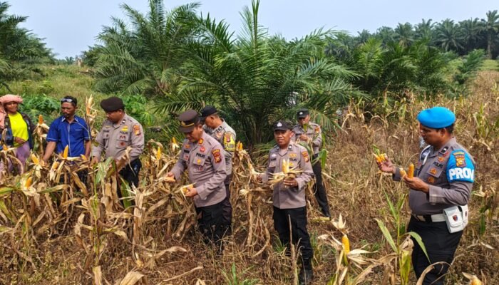 Panen Jagung Puo Raya Capai 250 Kg, Polsek Tandun Dukung Ketahanan Pangan