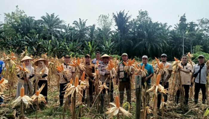 Polsek Rokan IV Koto Dampingi Panen 700 Kg Jagung di Lubuk Bendahara, Dukung Swasembada Pangan