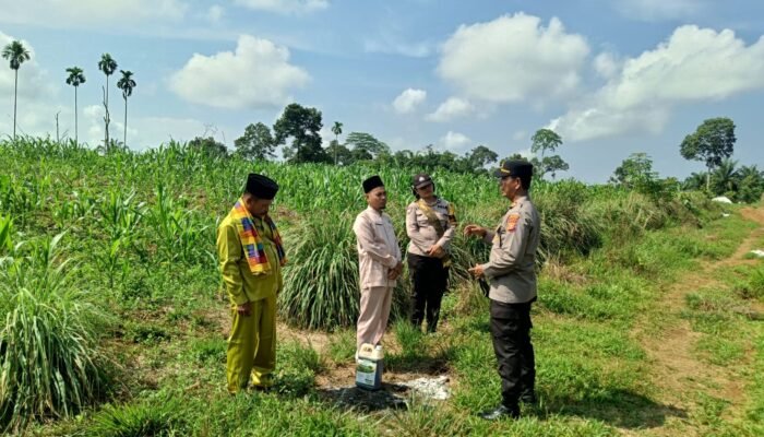 Polsek Tambusai Kawal Produktivitas Petani, Dukung Ketahanan Pangan Nasional
