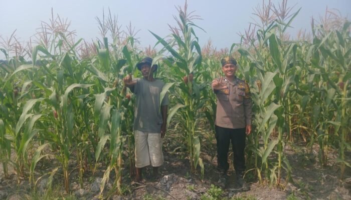Polsek Kepenuhan Hadir di Tengah Petani, Dorong Swasembada Pangan Jagung Hibrida di Kepenuhan Barat