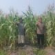 Polsek Kepenuhan Hadir di Tengah Petani, Dorong Swasembada Pangan Jagung Hibrida di Kepenuhan Barat