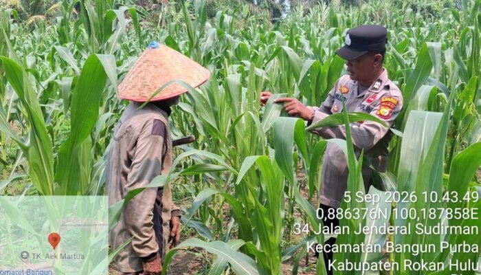 Polsek Rambah Pantau Jagung Bangun Purba, Dorong Swasembada Pangan Nasional