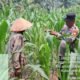 Polsek Rambah Pantau Jagung Bangun Purba, Dorong Swasembada Pangan Nasional