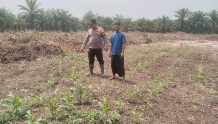 Polsek Bonai Darussalam Cek Pertumbuhan Jagung di Lahan Program Ketahanan Pangan