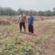 Polsek Bonai Darussalam Cek Pertumbuhan Jagung di Lahan Program Ketahanan Pangan