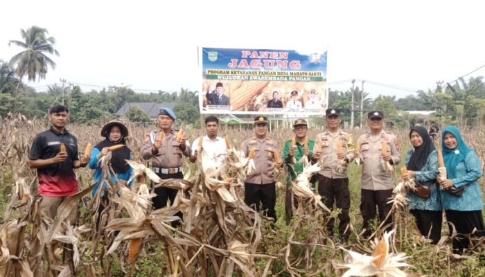 Panen Jagung Kuartal III di Mahato Sakti Polsek Tambusai Utara Perkuat Produksi Menuju Swasembada Pangan