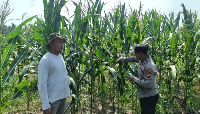 Polsek Rambah Hilir Dampingi Pertumbuhan Jagung Hibrida, Dukung Ketahanan Pangan dari Lahan Petani