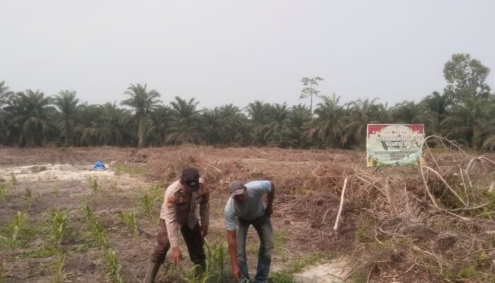 Polsek Bonai Darussalam Cek Pertumbuhan Jagung di Lahan Program Ketahanan Pangan