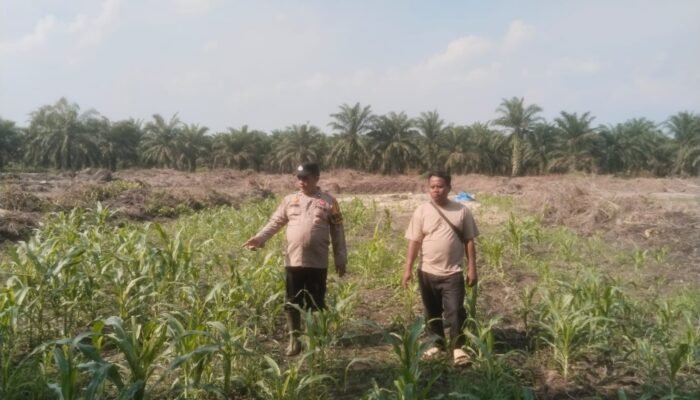 Polsek Bonai Darussalam Jaga Kesinambungan Jagung untuk Swasembada Pangan