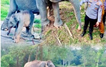 Kado di Awal Tugas, Kapolres Pelalawan Sambangi Bayi Gajah di TNTN
