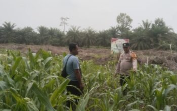 Polsek Bonai Darussalam Pantau Jagung, Perkuat Ketahanan Pangan di Musim Kemarau