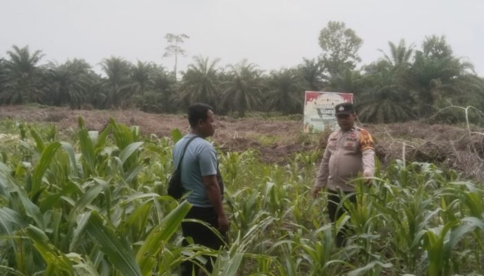 Polsek Bonai Darussalam Pantau Jagung, Perkuat Ketahanan Pangan di Musim Kemarau