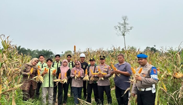 Polsek Rambah Hilir Kawal Panen Jagung, Dorong Akses Pasar Petani wujud ketahanan pangan 