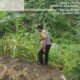 Polsek Rokan IV Koto dan Pemdes Evaluasi Kendala Pertumbuhan Jagung, Dukung Ketahanan Pangan